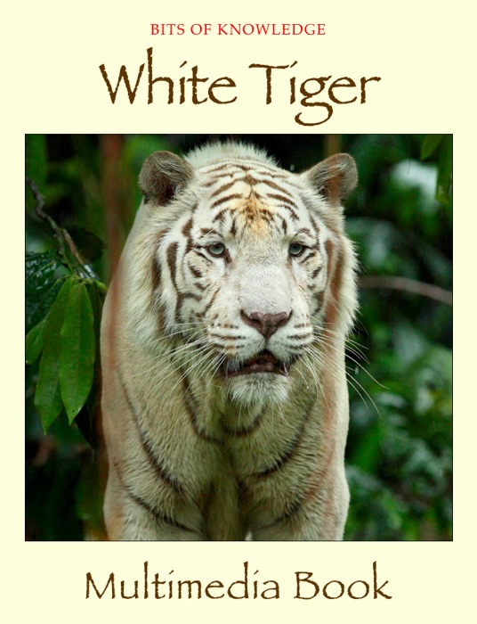 White Tiger