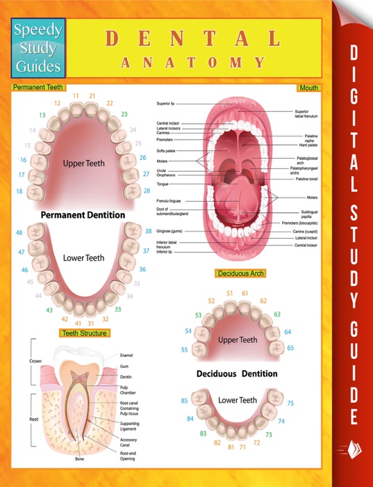 Dental Anatomy Speedy Study Guides