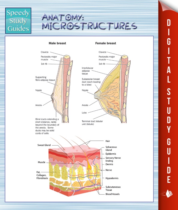 Anatomy