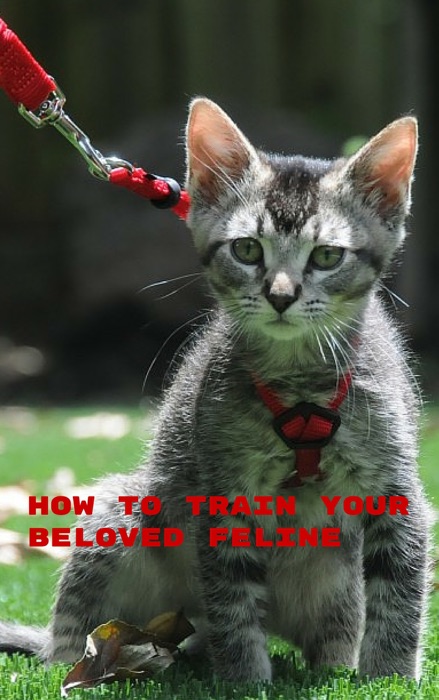 Cat Training Made Easy - How To Train Your Beloved Feline