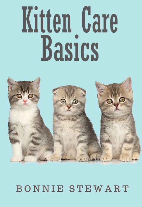 Kitten Care Basics