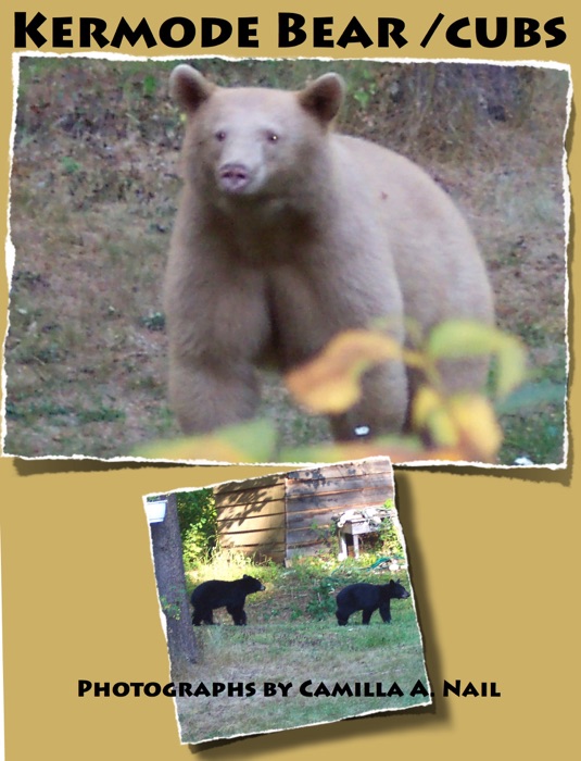 Kermode Bear / Cubs