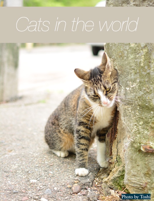 Cats in the world