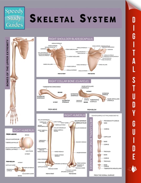 Skeletal System (Speedy Study Guides)