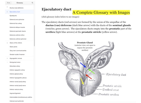 ‎Pelvis & Perineum: Columbia University Clinical Gross Anatomy