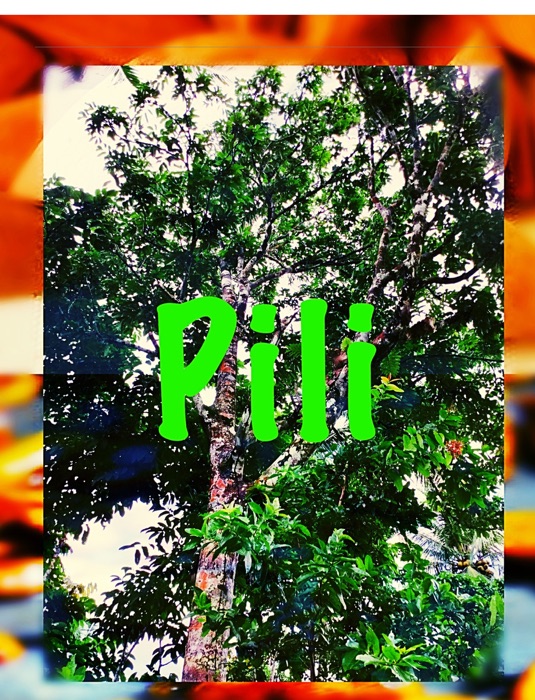 Pili