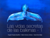 Las vidas secretas de las ballenas - 1 - Angela Posada-Swafford, Maria Victoria Jimenez & Clara Elvira Mejia