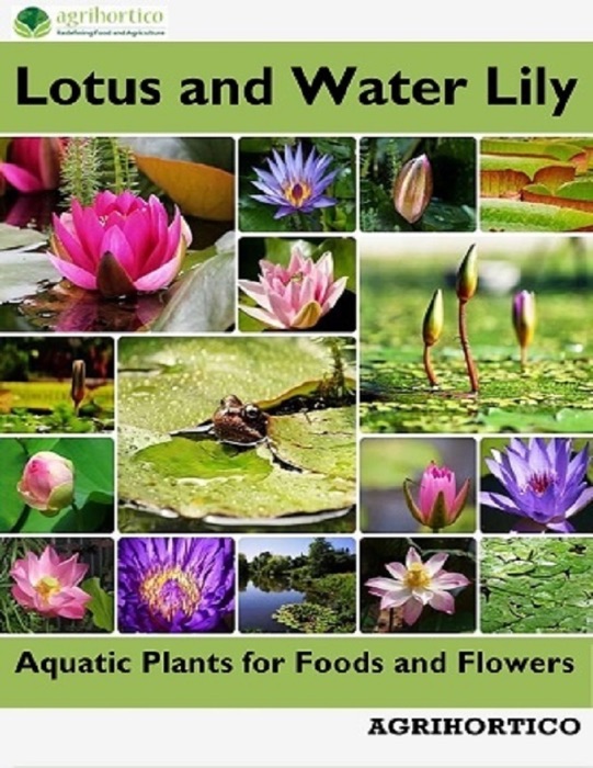 Lotus and Water Lily