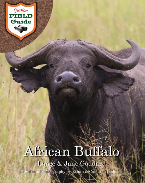 African Buffalo