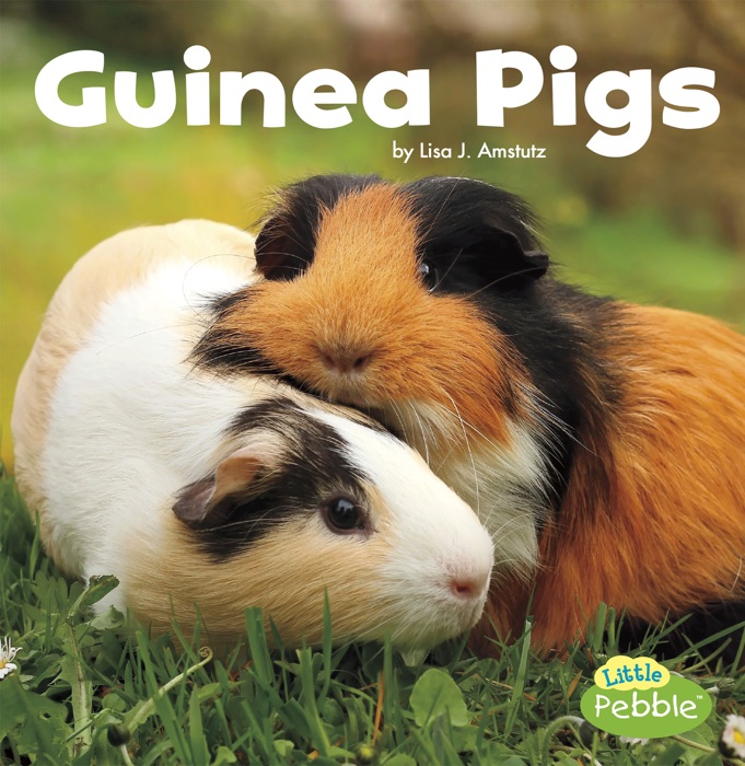 Guinea Pigs