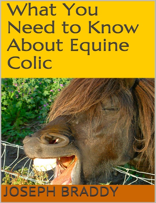What You Need to Know About Equine Colic