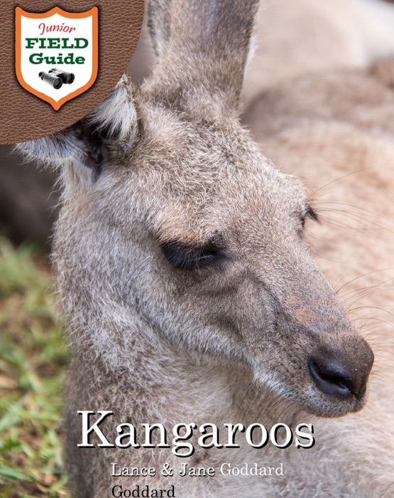 Kangaroos