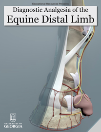 Diagnostic Analgesia of the Equine Distal Limb