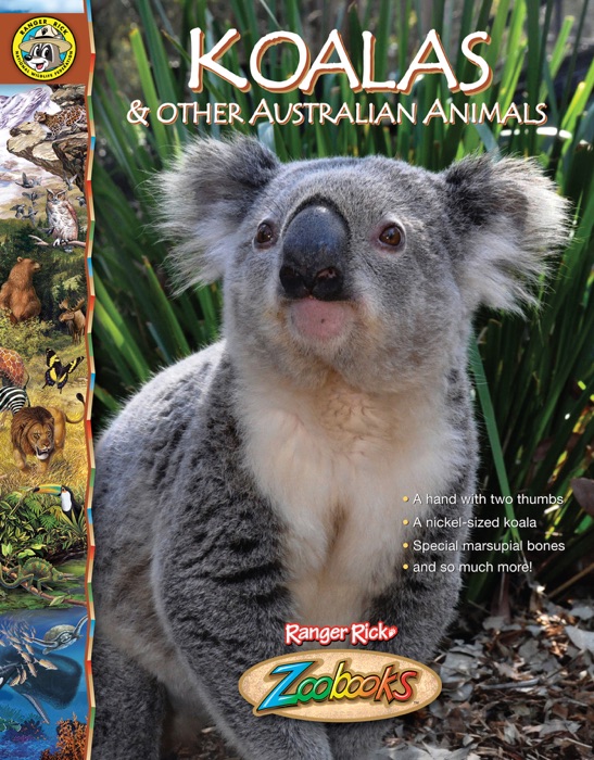 Zoobooks Koalas