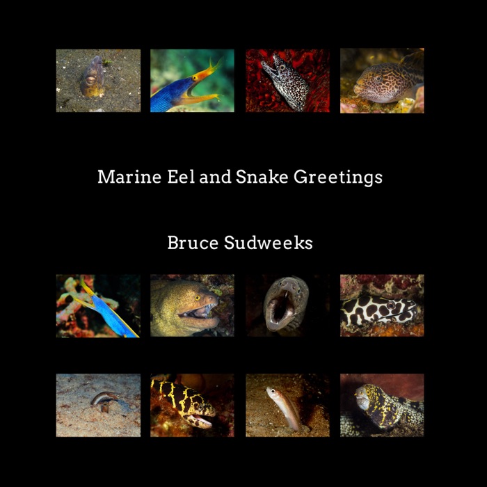 Marine Eel and Snake Greetings