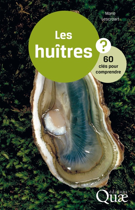 Les huîtres