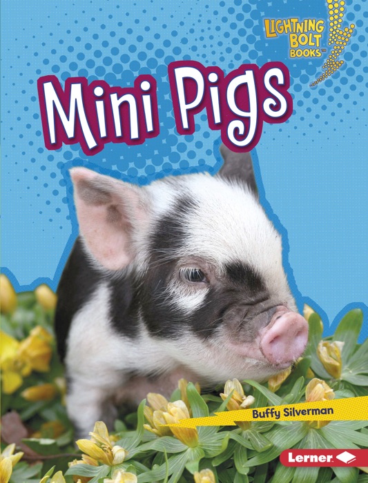 Mini Pigs