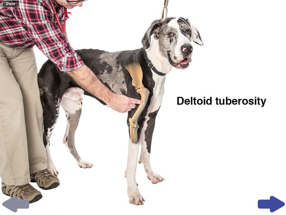 ‎Clinical Anatomy of the Canine Thoracic Limb no Apple Books