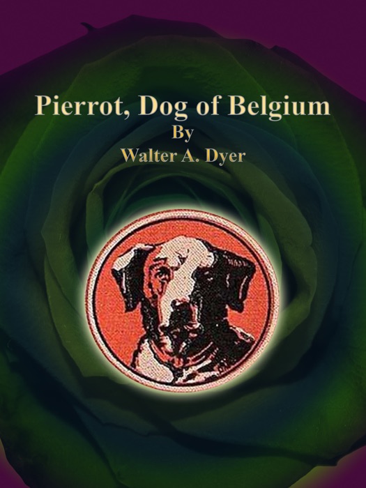 Pierrot, Dog of Belgium