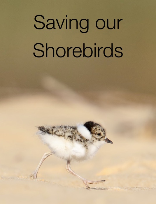 Saving Our Shorebirds