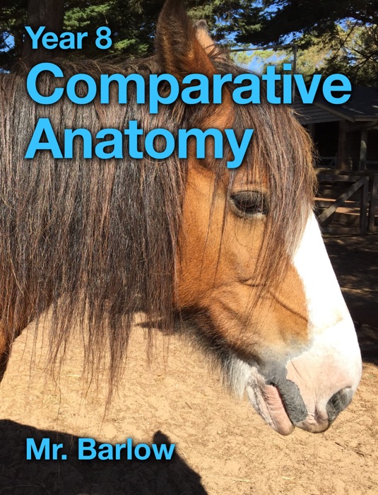 Year 8 Comparative Anatomy