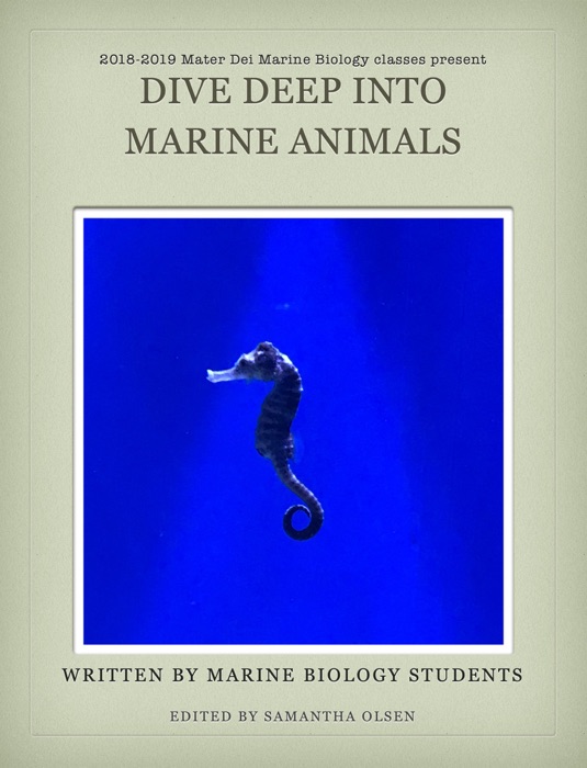 Dive Deep into Marine Animals