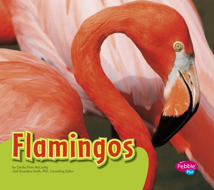 Flamingos