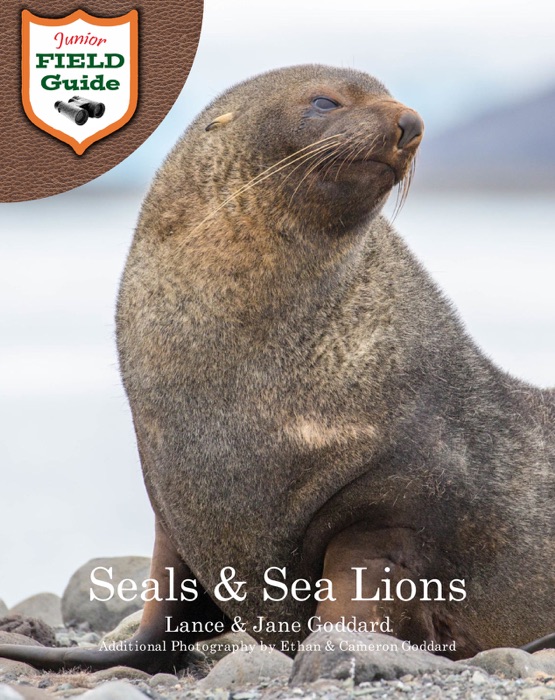 Seals and Sea Lions