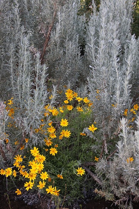 Native Plant Landscaping; A Guide for Central Oregon