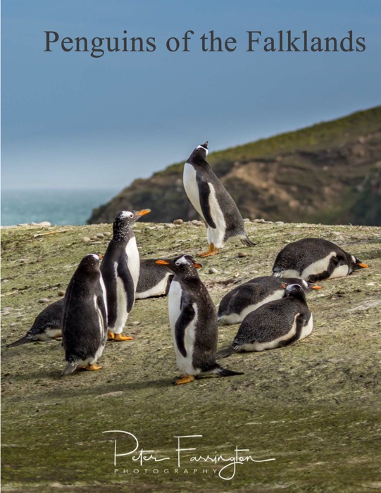 Penguins of The Falklands