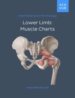 Lower Limb: Muscle Charts
