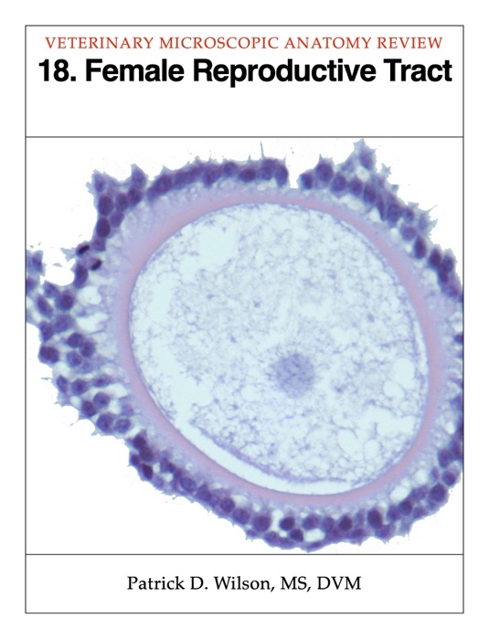 Female Reproductive Tract