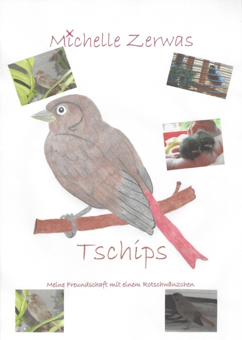Tschips -  Meine Freundschaft mit einem Rotschwänzchen