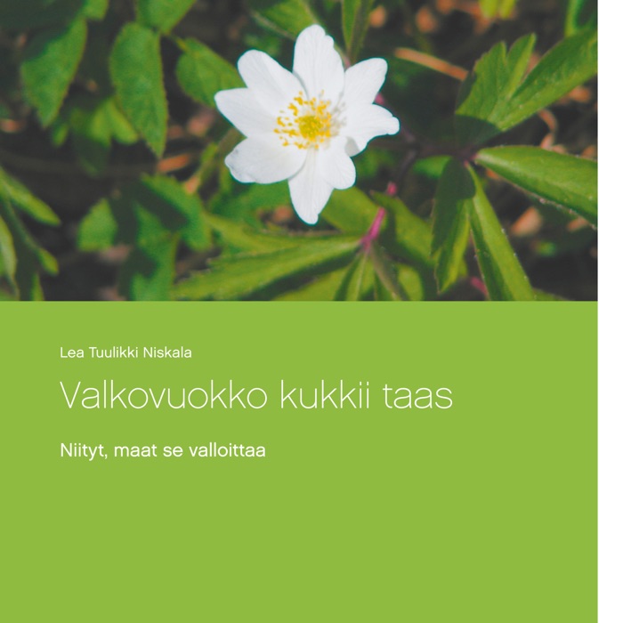 Valkovuokko kukkii taas