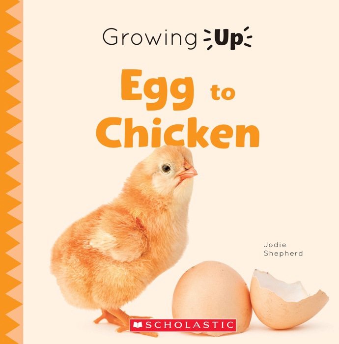 Egg to Chicken (Growing Up)