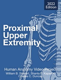Proximal Upper Extremity