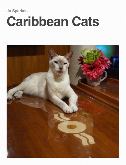 Caribbean Cats