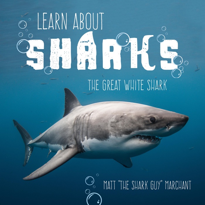 Learn About Sharks