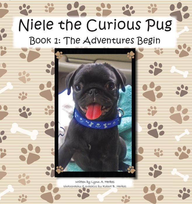 Niele the Curious Pug