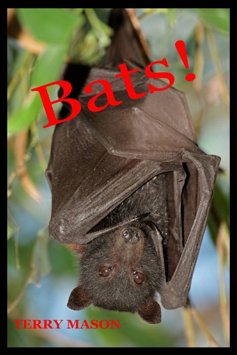 Bats: Learn About These Strange and Wonderful Creatures of the Night