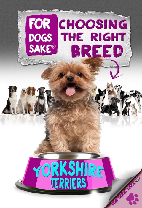 Choosing the Right Breed: Yorkshire Terriers