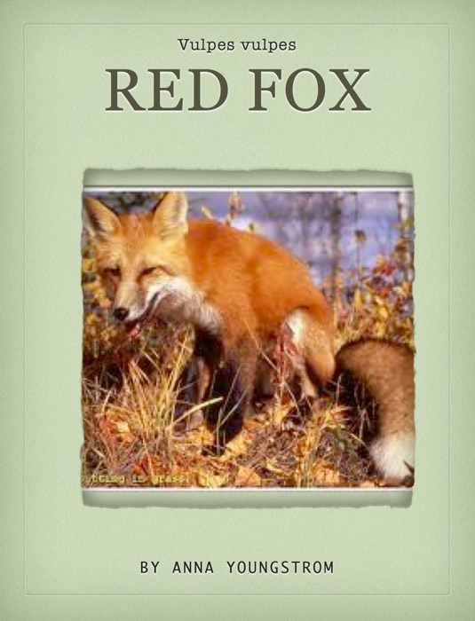 Red Fox