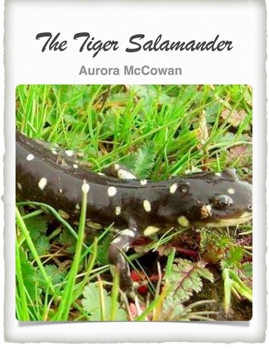 The Tiger Salamander