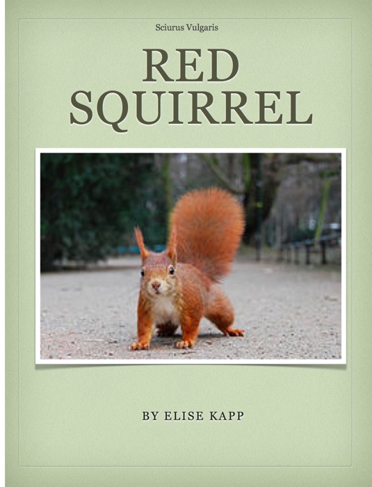 Red Squirrel