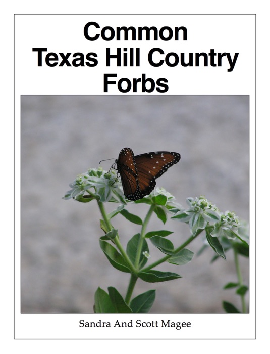 Common Texas Hill Country Forbs