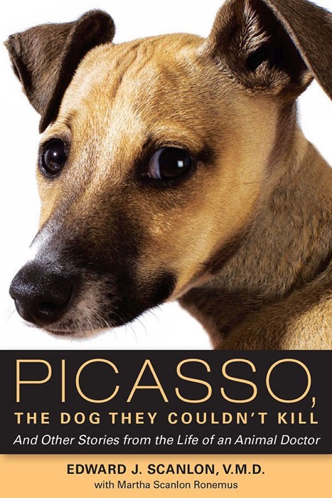 Picasso, the Dog They Couldn't Kill