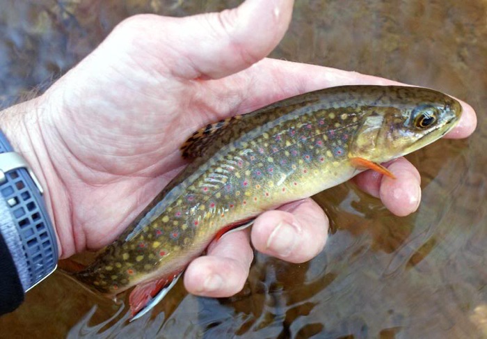 All About Brook Trout