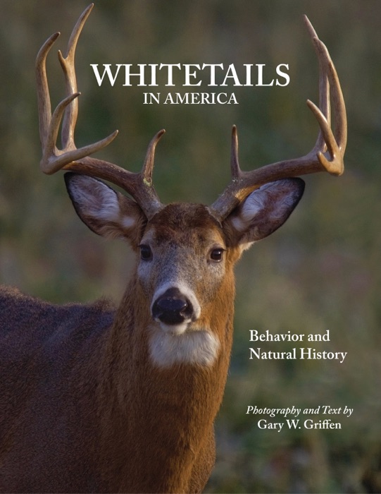 Whitetails In America