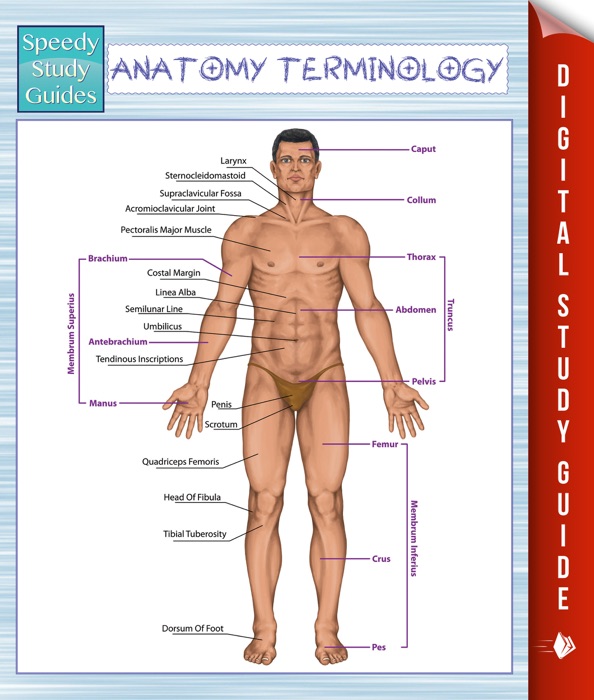 Anatomy Terminology (Speedy Study Guides)