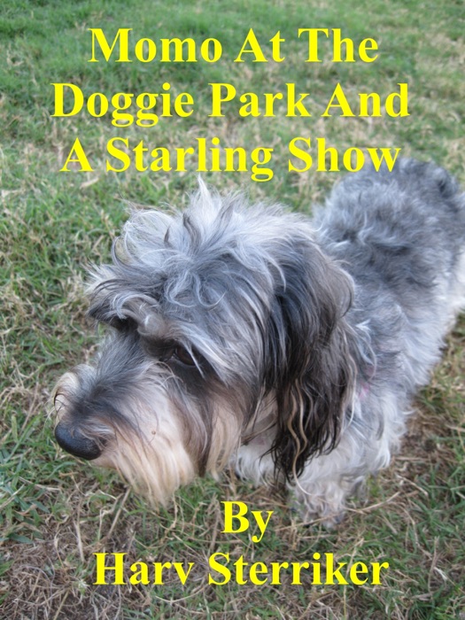 Momo At The Doggie Park And A Starling Show